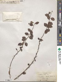 Cotoneaster multiflorus image