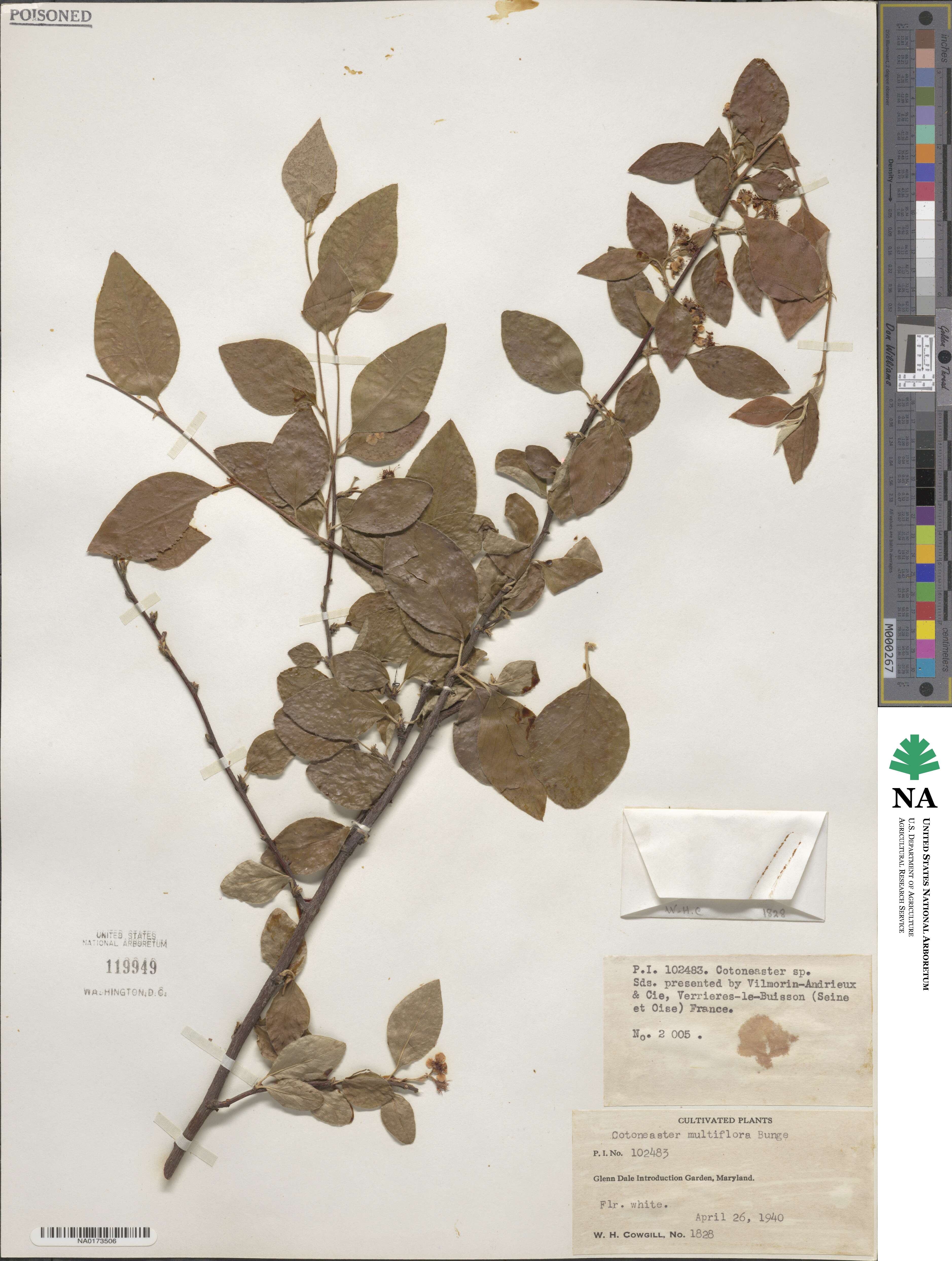 Cotoneaster multiflorus image