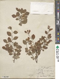 Cotoneaster multiflorus image