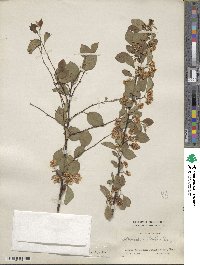 Cotoneaster multiflorus image