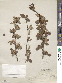 Cotoneaster multiflorus image