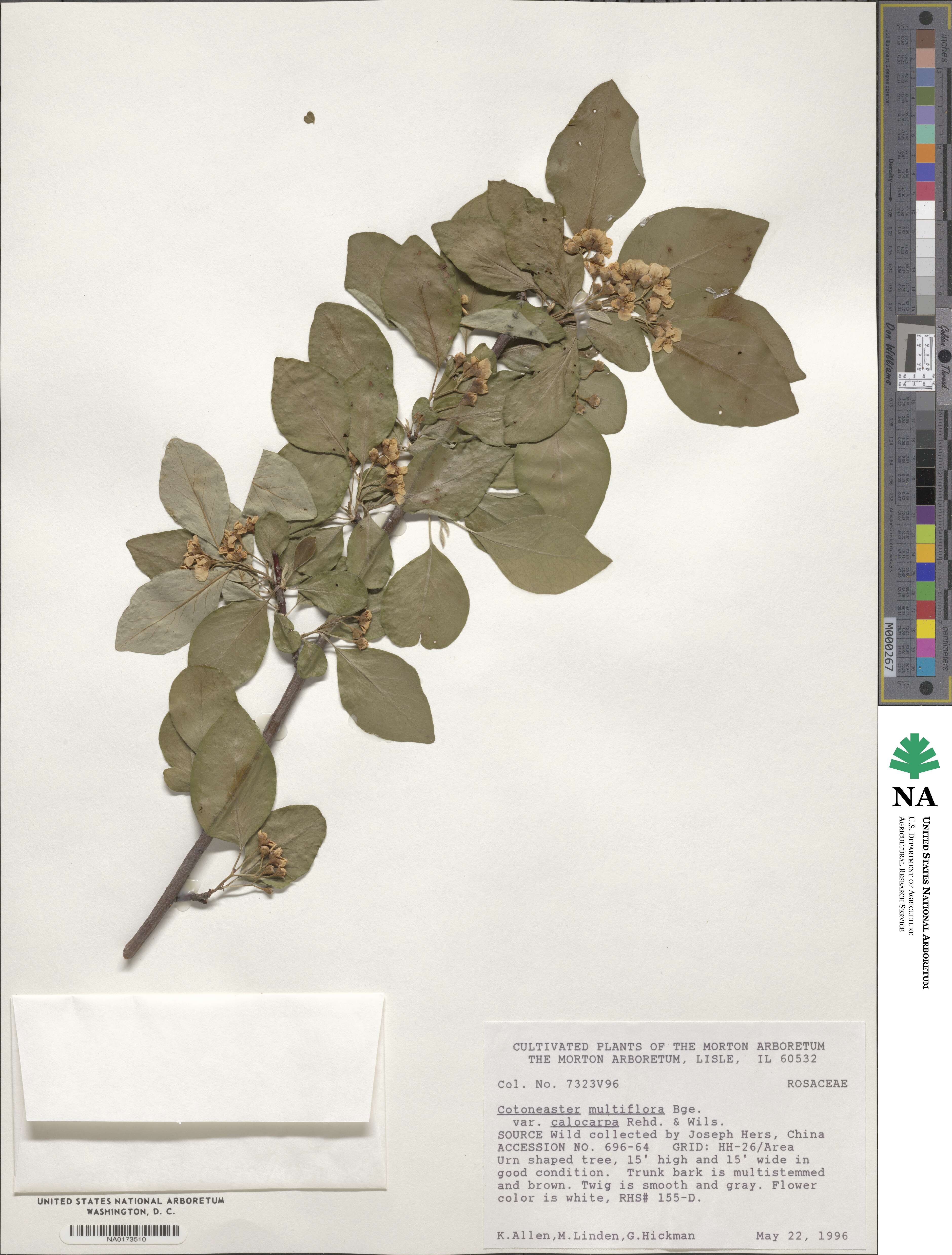 Cotoneaster hebephyllus image