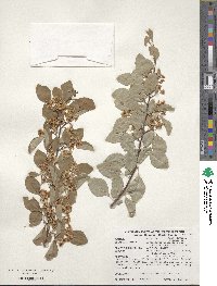 Cotoneaster hebephyllus image