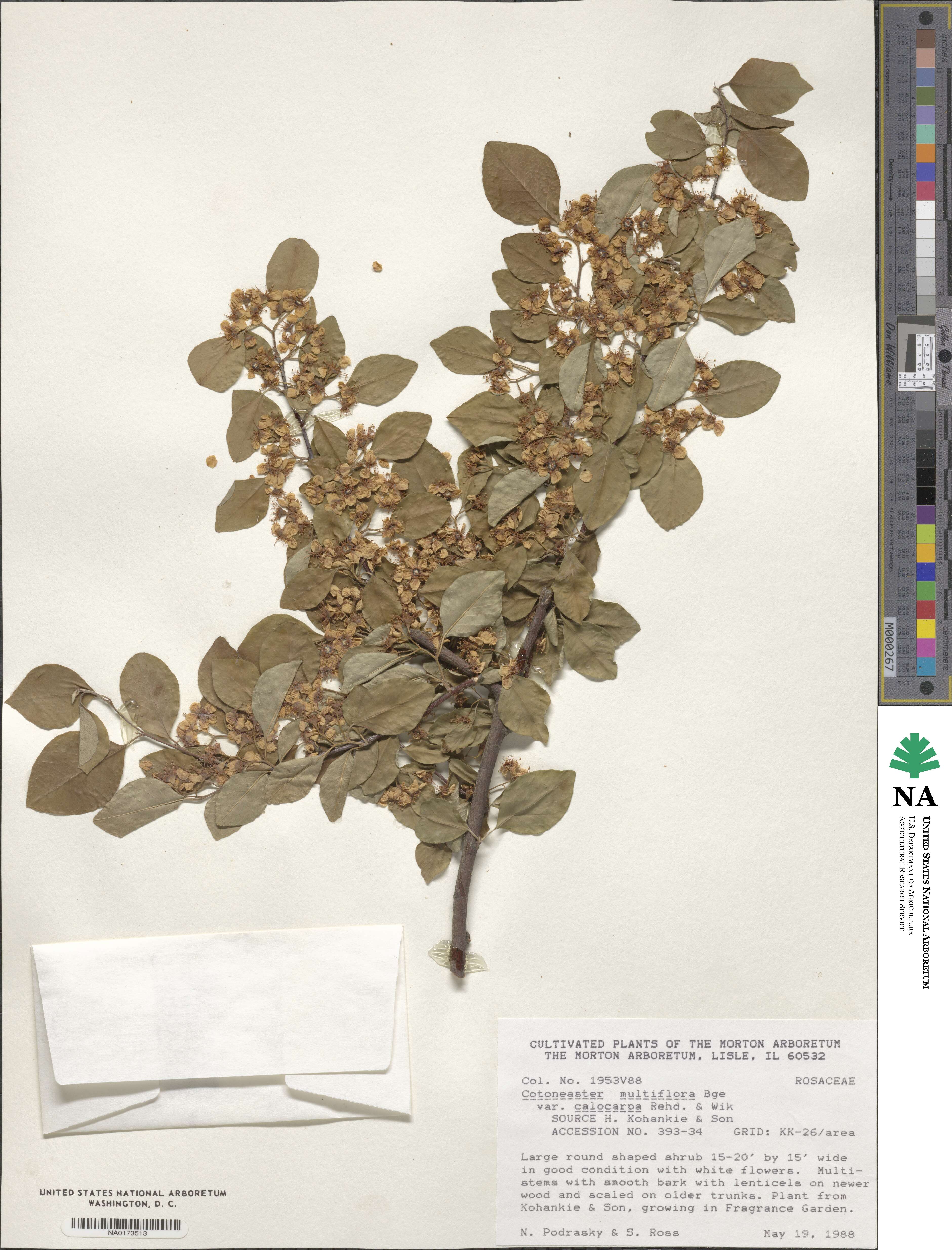 Cotoneaster hebephyllus image