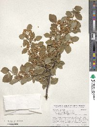 Cotoneaster hebephyllus image