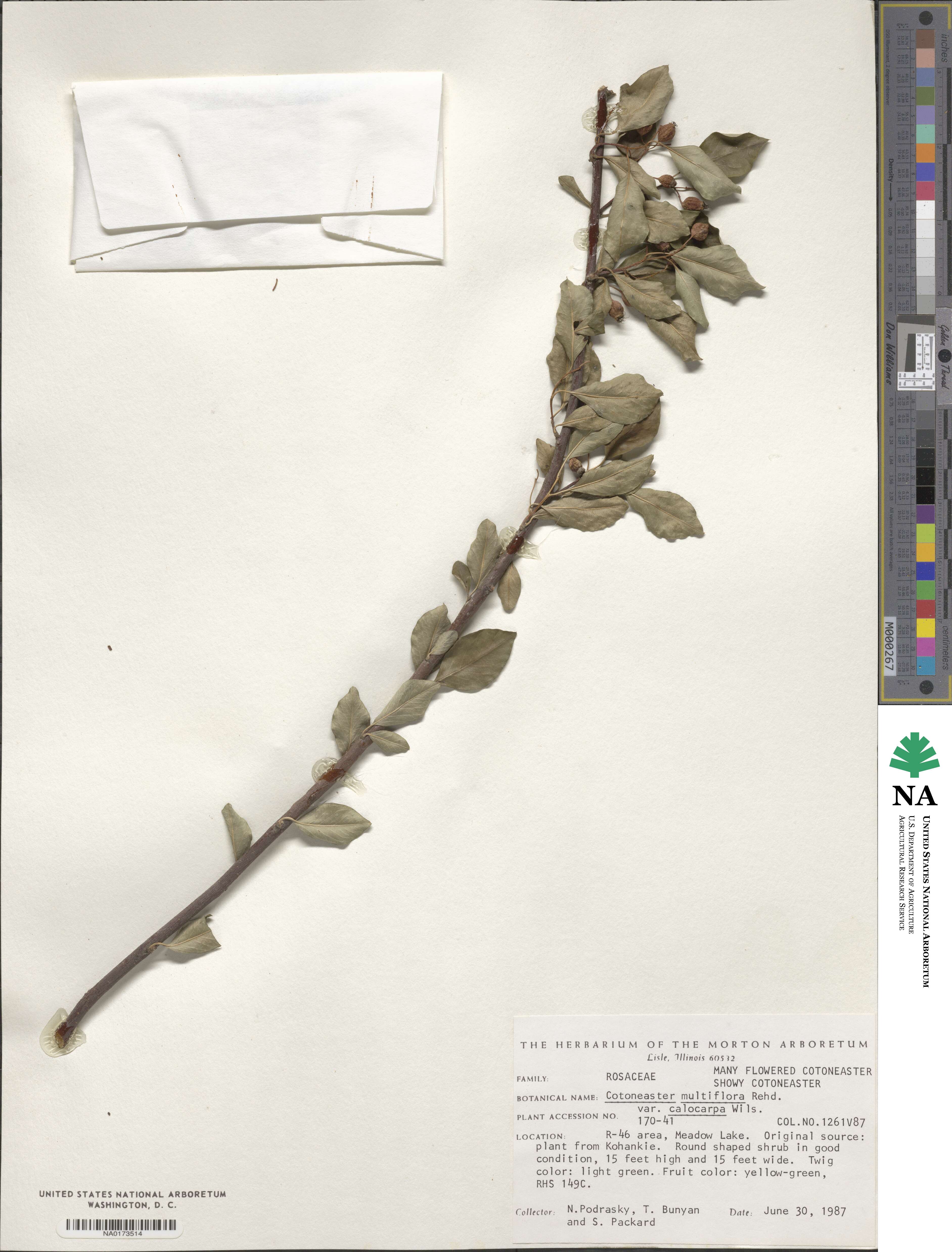 Cotoneaster hebephyllus image