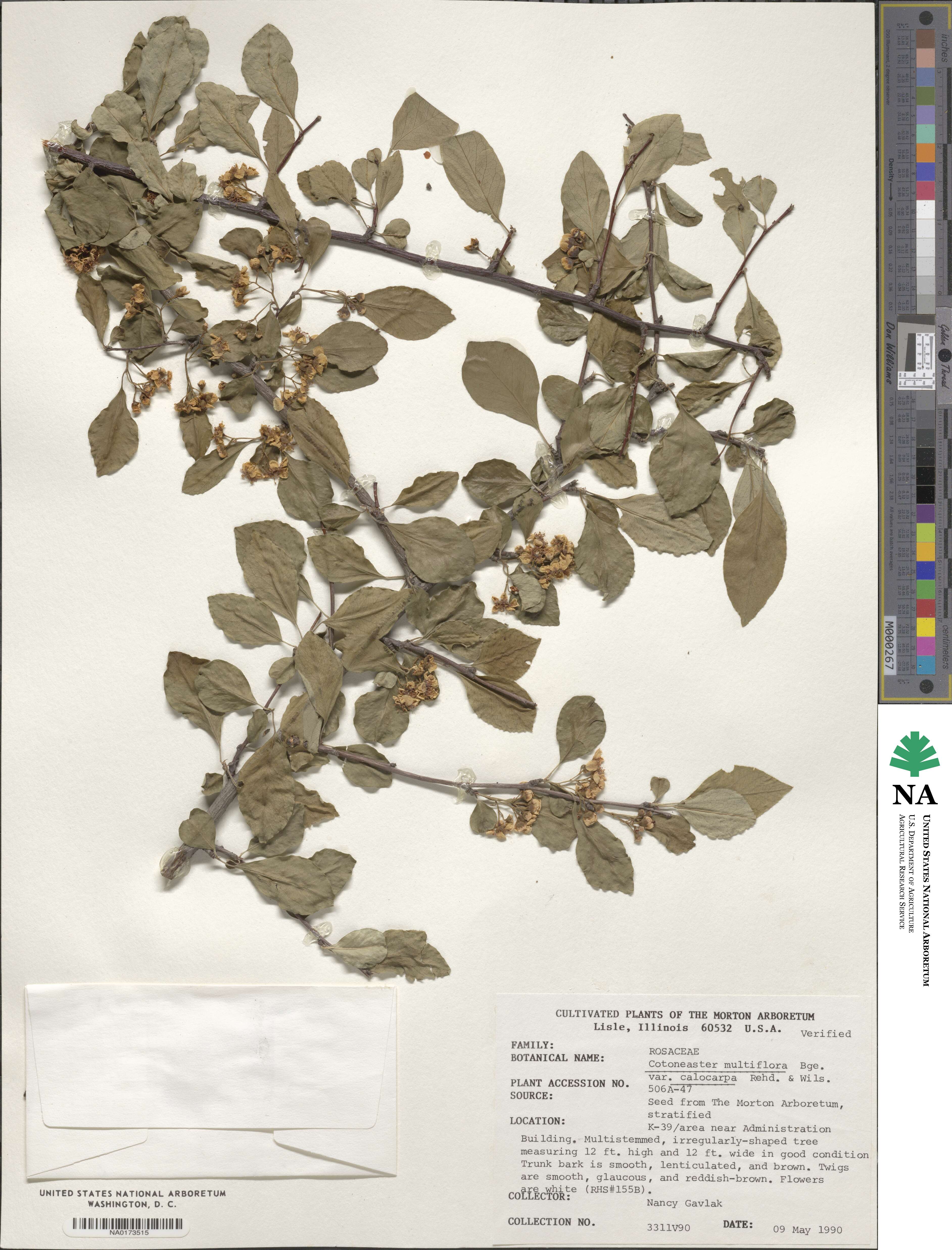 Cotoneaster hebephyllus image