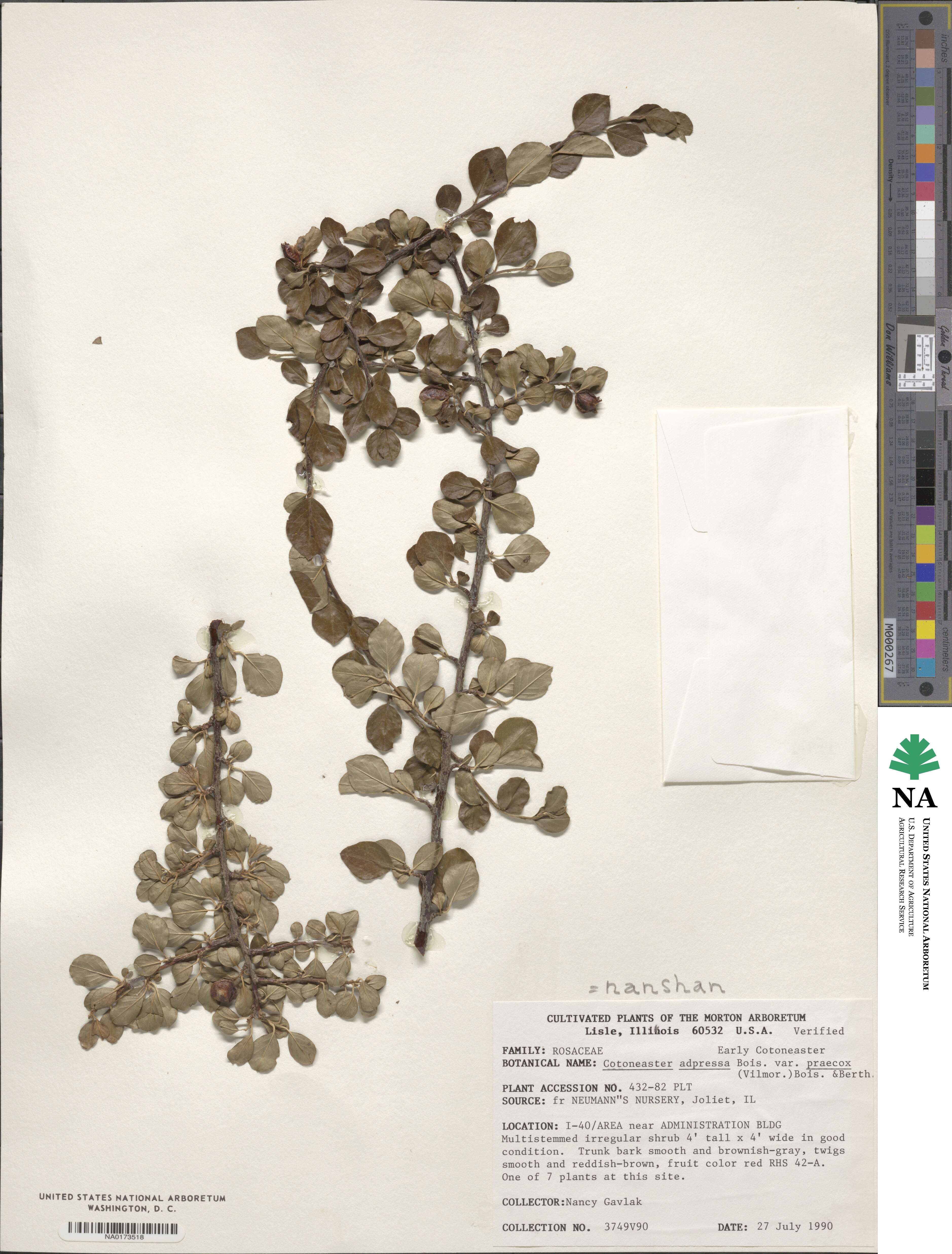 Cotoneaster adpressus image