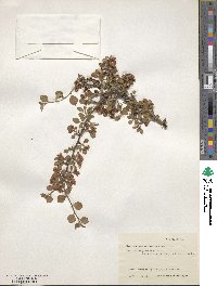 Cotoneaster adpressus image