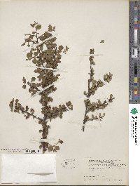 Cotoneaster adpressus image