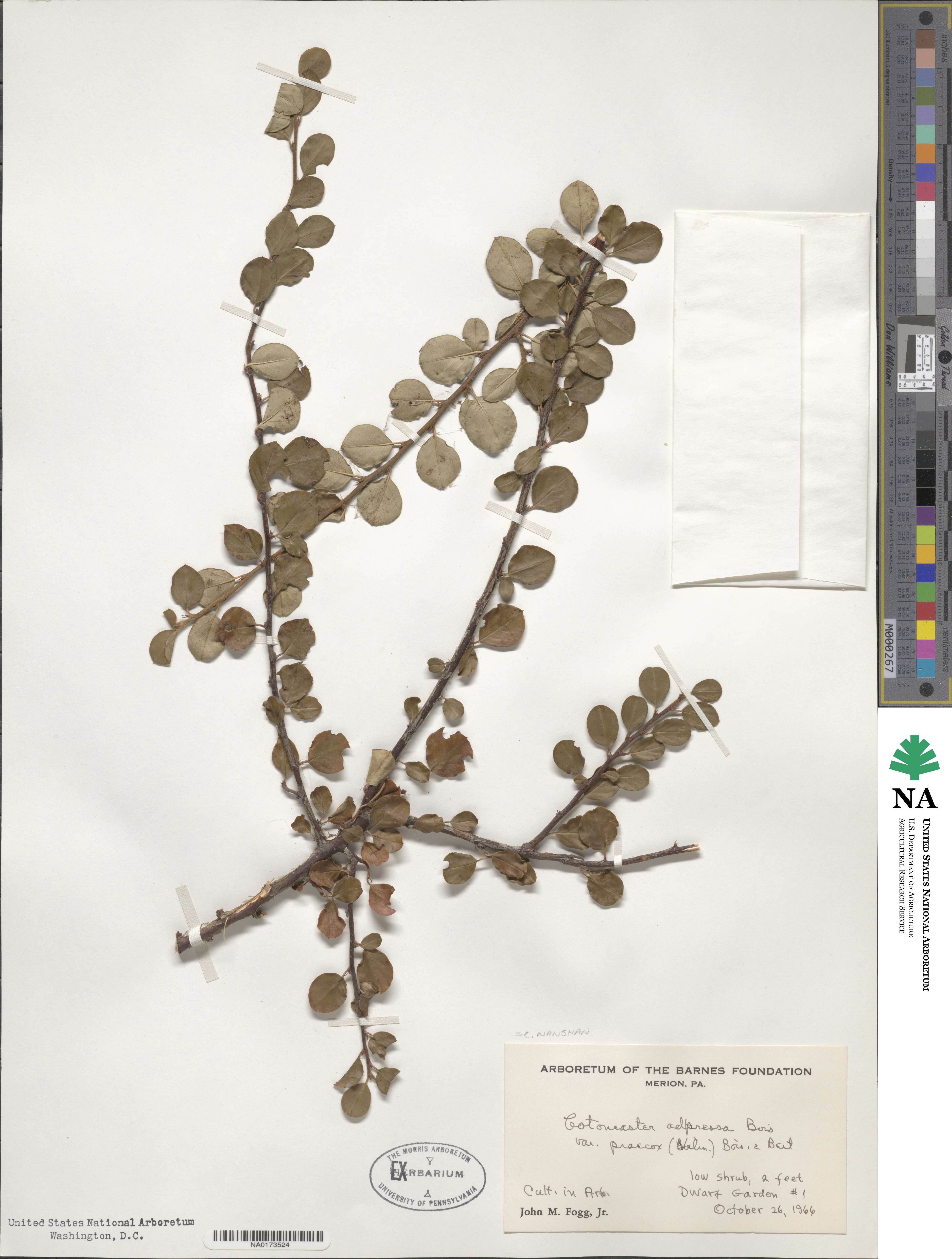 Cotoneaster adpressus image
