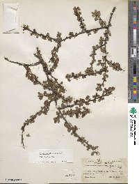 Cotoneaster adpressus image