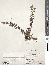 Cotoneaster adpressus image