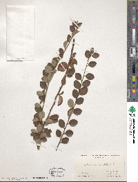 Cotoneaster nitens image