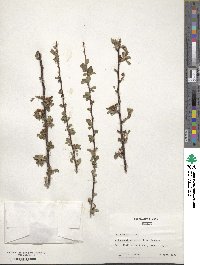 Cotoneaster nitens image