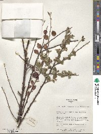 Cotoneaster nitens image