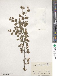 Cotoneaster nitens image