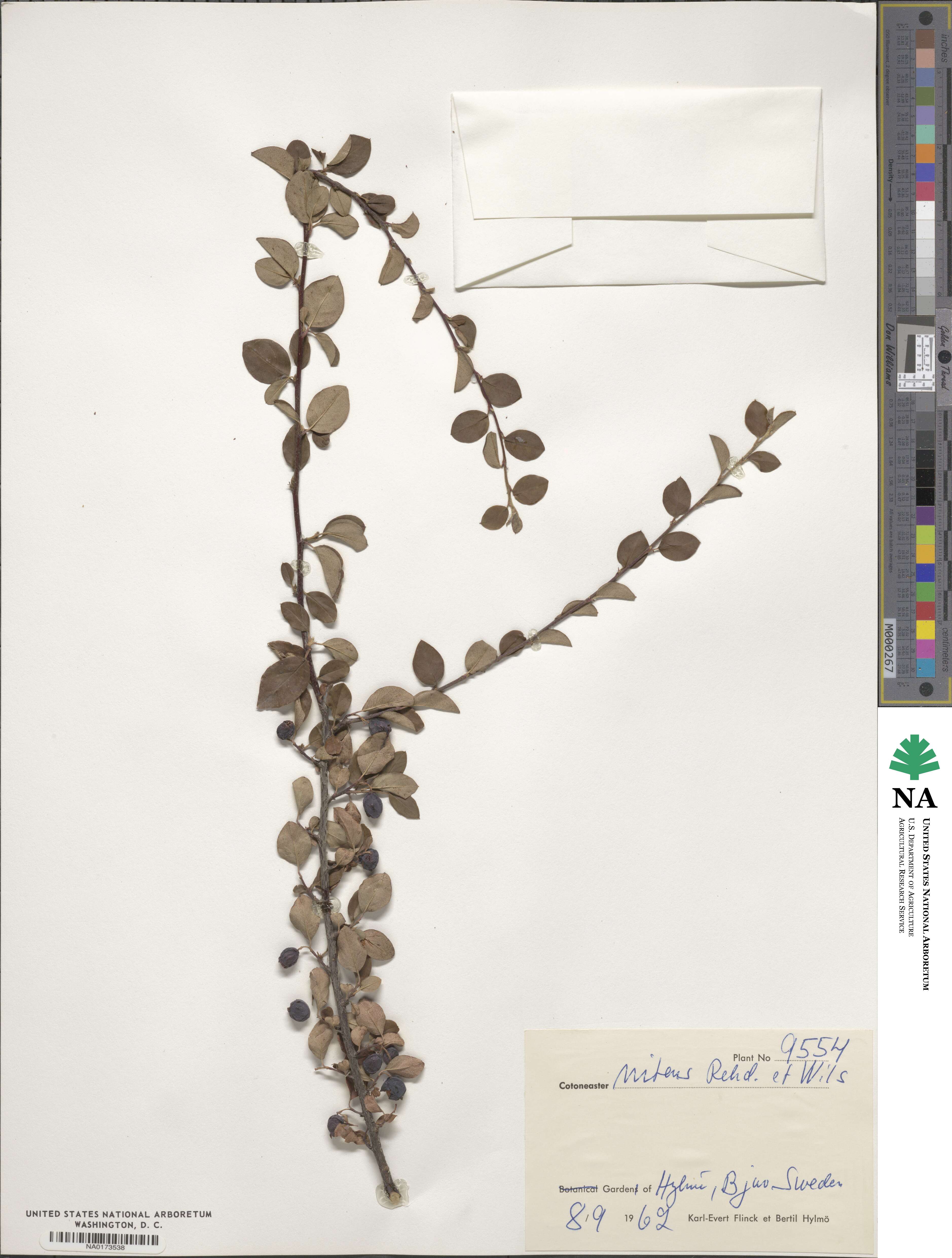 Cotoneaster nitens image