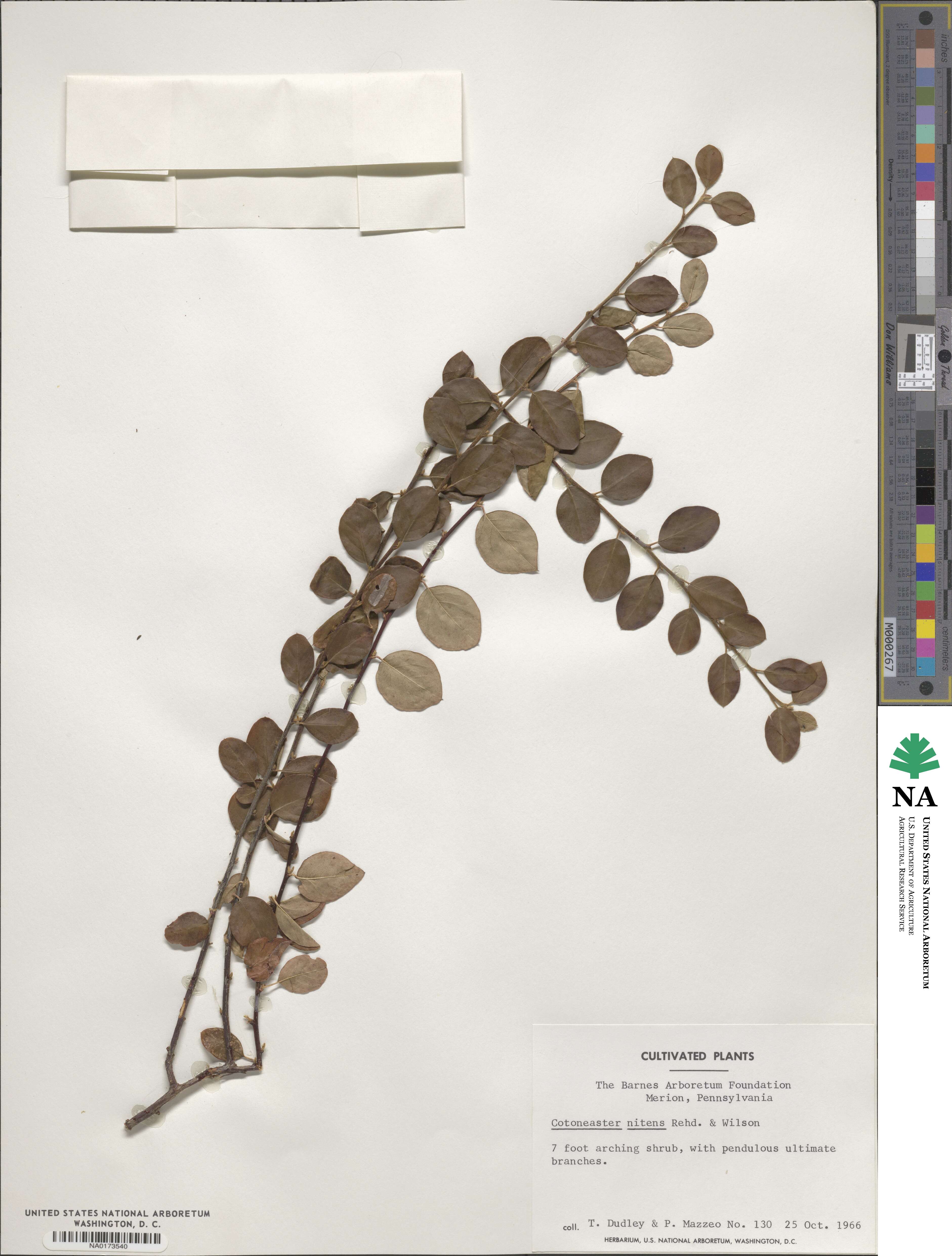 Cotoneaster nitens image