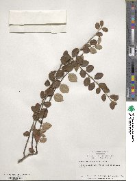 Cotoneaster nitens image