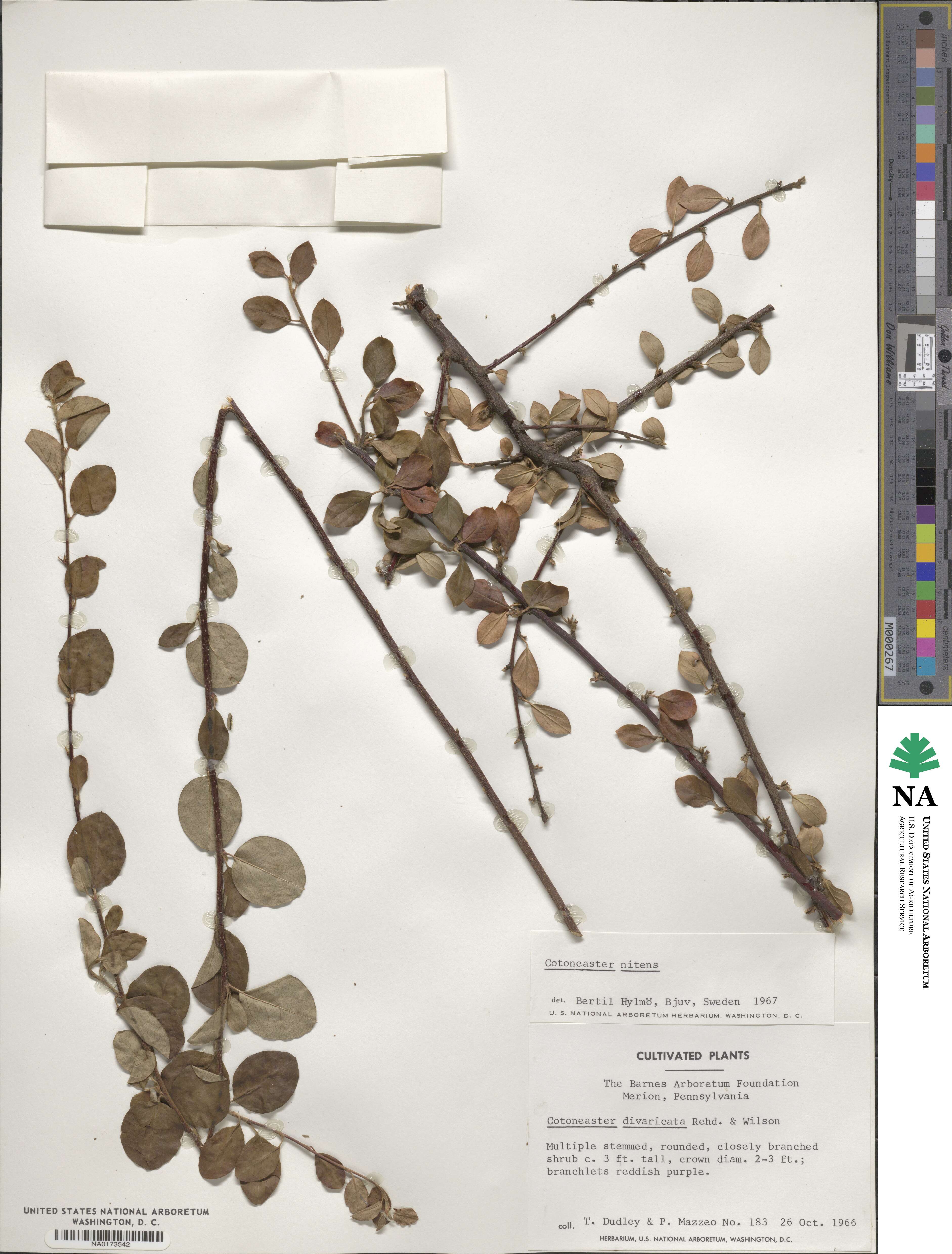 Cotoneaster nitens image