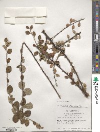 Cotoneaster nitens image