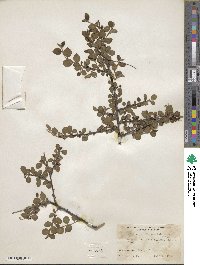 Cotoneaster nitens image