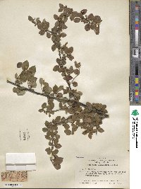 Cotoneaster nitens image