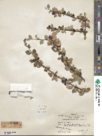 Cotoneaster nitens image