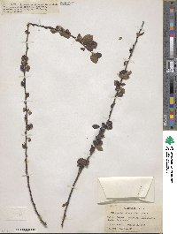 Cotoneaster nitens image