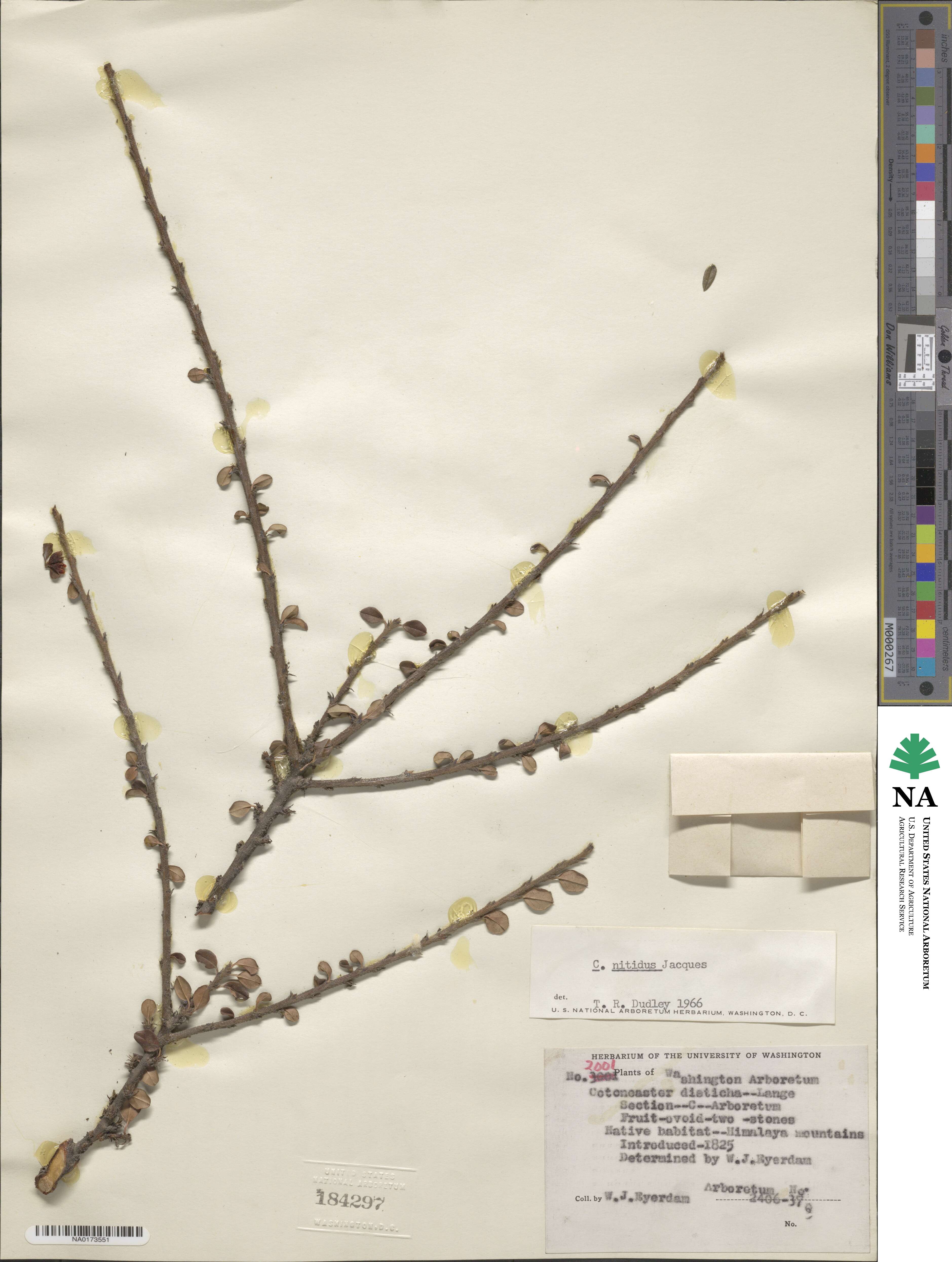 Cotoneaster glomerulatus image