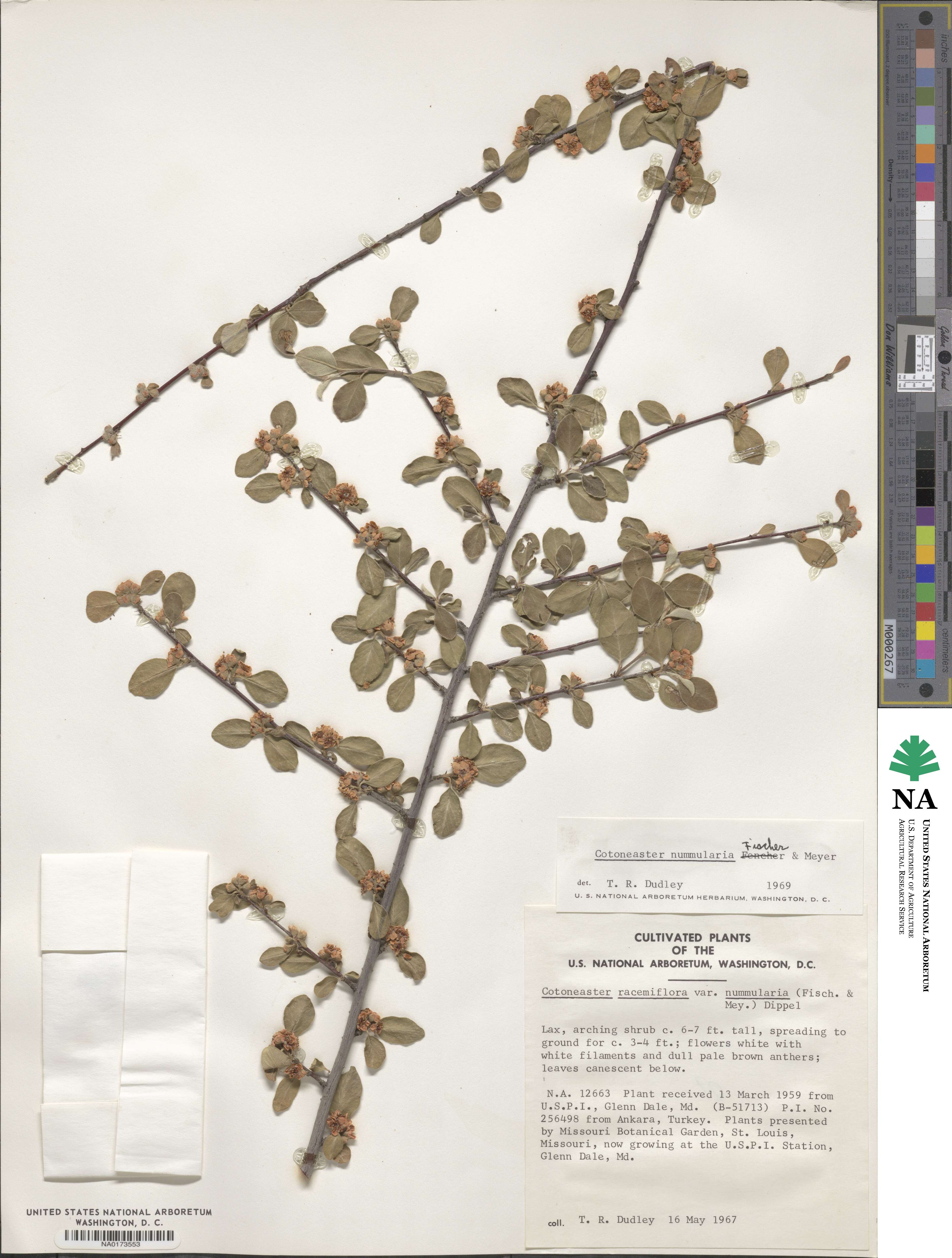 Cotoneaster nummularius image