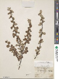 Cotoneaster nummularius image