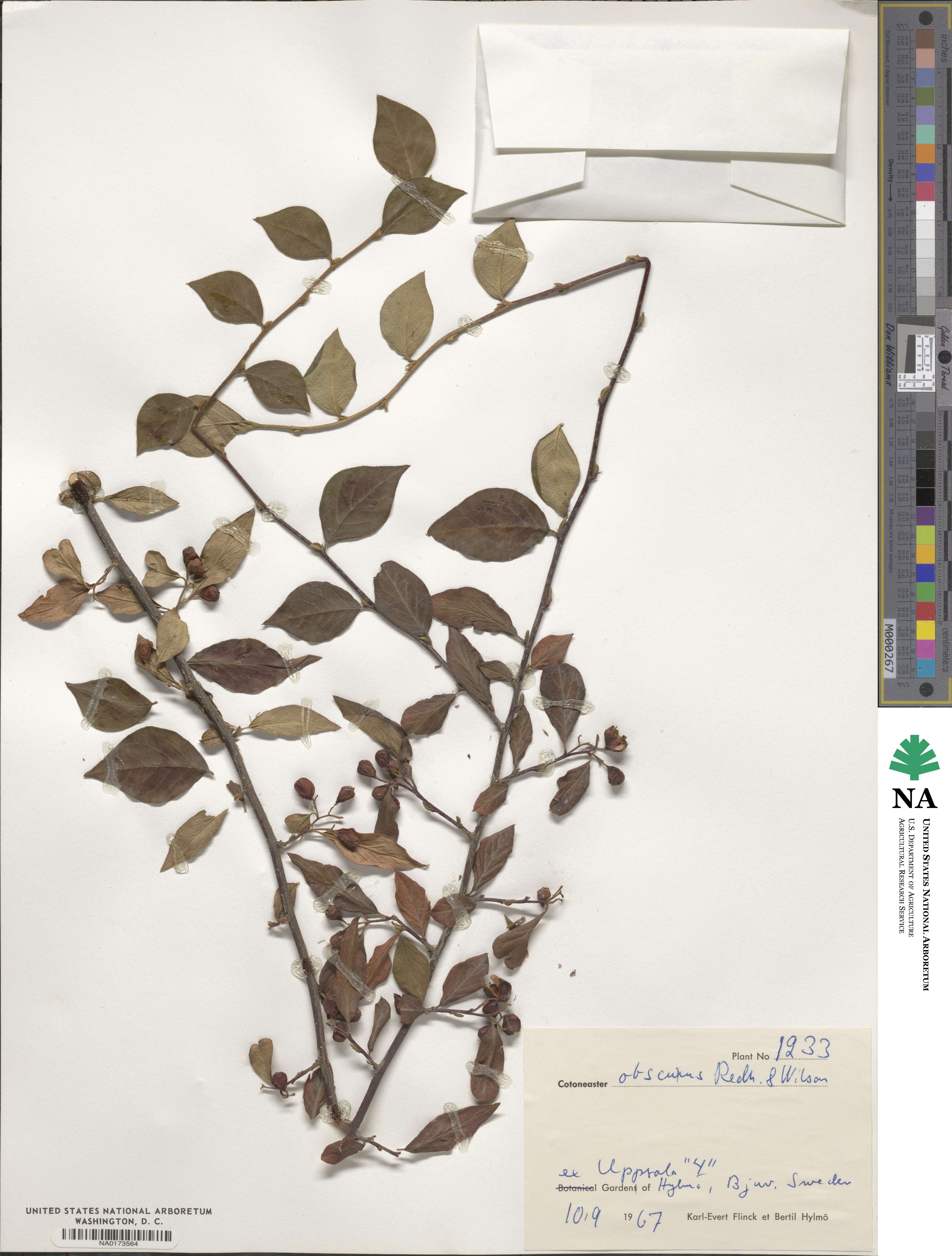 Cotoneaster obscurus image