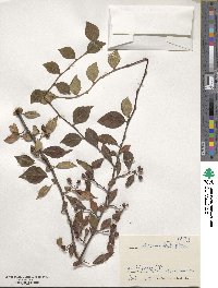 Cotoneaster obscurus image