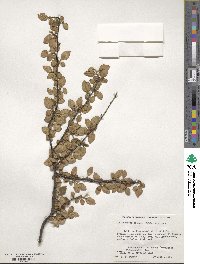 Cotoneaster obscurus image