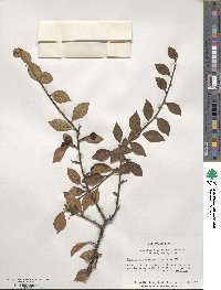 Cotoneaster obscurus image