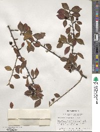 Cotoneaster obscurus image