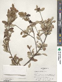 Cotoneaster pannosus image