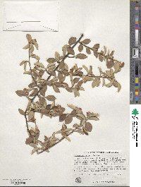 Cotoneaster pannosus image