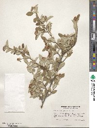 Cotoneaster pannosus image