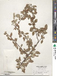 Cotoneaster pannosus image