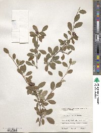 Cotoneaster pannosus image