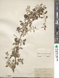 Cotoneaster pannosus image