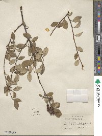 Cotoneaster pannosus image