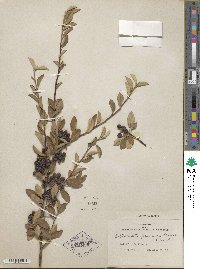 Cotoneaster pannosus image