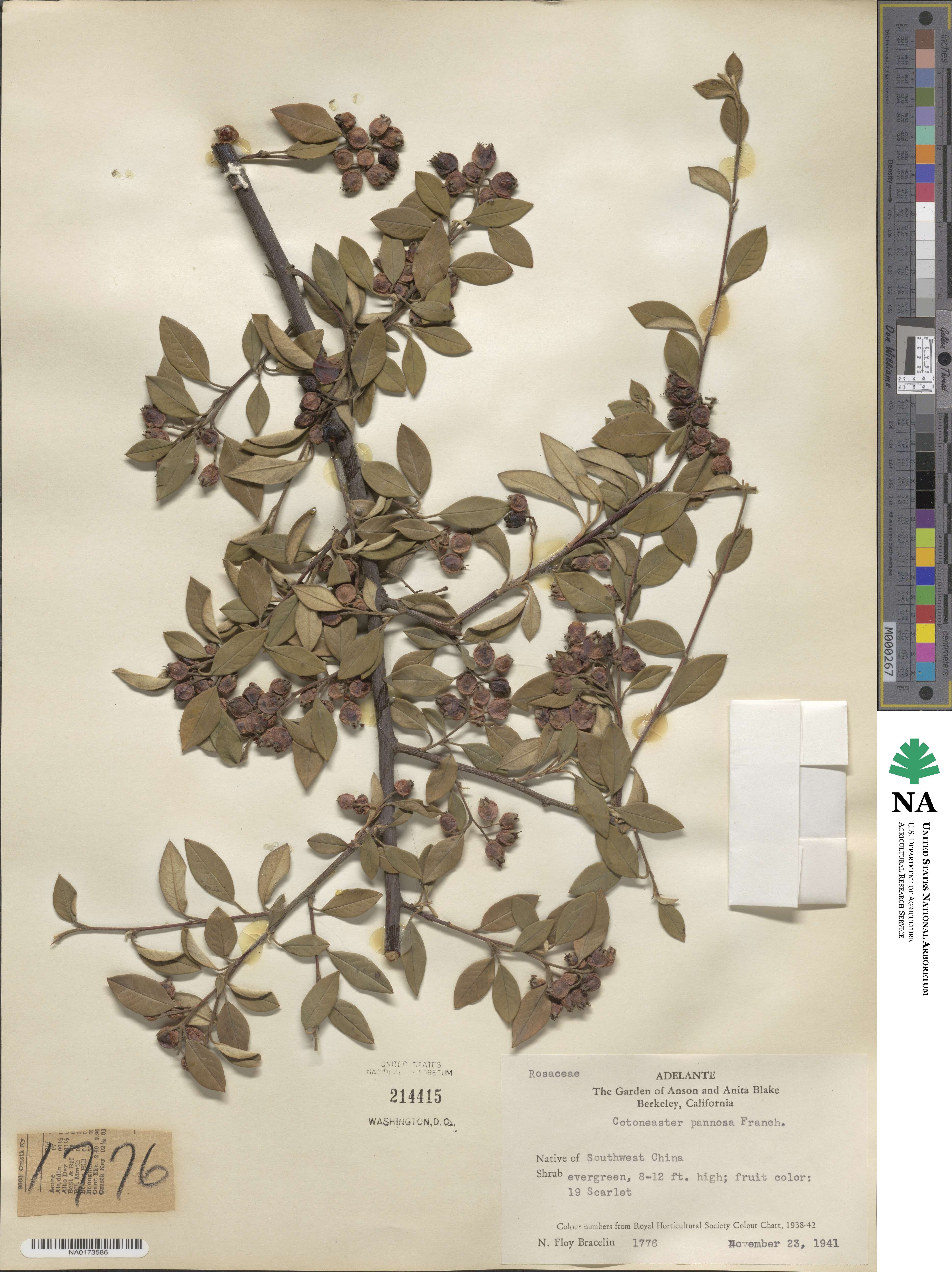 Cotoneaster pannosus image