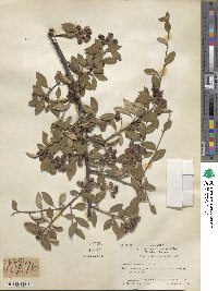 Cotoneaster pannosus image