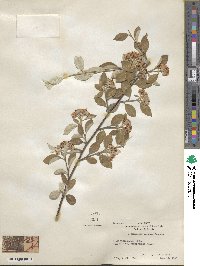 Cotoneaster pannosus image