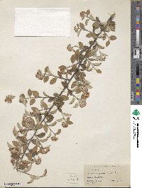 Cotoneaster pannosus image